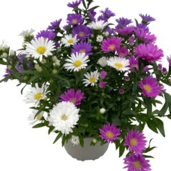 Aster Novi-belgii 'Trio', 3er-Set, Weiß-rosa-blau, Topf 12/13 Cm Ø -Die grüne Ecke 0319200007 Aster novi belgii gefuellt Trio weiss rosa blau 3er Set WS 3 95822