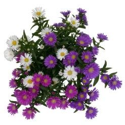 Aster Novi-belgii 'Trio', 3er-Set, Weiß-rosa-blau, Topf 12/13 Cm Ø -Die grüne Ecke 0319200007 Aster novi belgii gefuellt Trio weiss rosa blau 3er Set WS 4 95823
