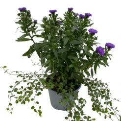 Aster & Mühlenbeckia, 3er-Set, Blau Gefüllt, Topf 12/13 Cm Ø -Die grüne Ecke 0319200010 Aster novi belgii Muehlenbeckia blau 3er Set WS 3 95828