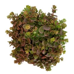 Fette Henne, 6er-Set, Bunt Gemischt, Topf 13 Cm Ø -Die grüne Ecke 0319200011 Sedum Mix T13 NR nach Verfuegbarkeit 6er Set WS 10 95967