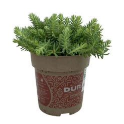 Fette Henne, 6er-Set, Bunt Gemischt, Topf 13 Cm Ø -Die grüne Ecke 0319200011 Sedum Mix T13 NR nach Verfuegbarkeit 6er Set WS 13 95969