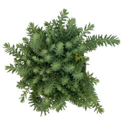 Fette Henne, 6er-Set, Bunt Gemischt, Topf 13 Cm Ø -Die grüne Ecke 0319200011 Sedum Mix T13 NR nach Verfuegbarkeit 6er Set WS 16 95970