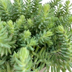 Fette Henne, 6er-Set, Bunt Gemischt, Topf 13 Cm Ø -Die grüne Ecke 0319200011 Sedum Mix T13 NR nach Verfuegbarkeit 6er Set WS 17 95971