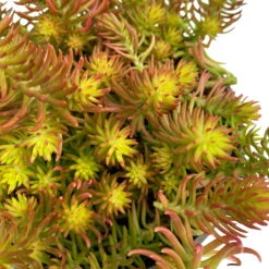 Fette Henne, 6er-Set, Bunt Gemischt, Topf 13 Cm Ø -Die grüne Ecke 0319200011 Sedum Mix T13 NR nach Verfuegbarkeit 6er Set WS 24 95977