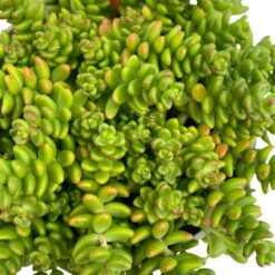 Fette Henne, 6er-Set, Bunt Gemischt, Topf 13 Cm Ø -Die grüne Ecke 0319200011 Sedum Mix T13 NR nach Verfuegbarkeit 6er Set WS 29 95975