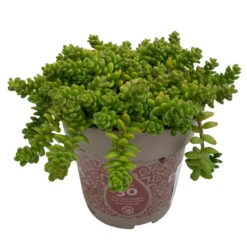 Fette Henne, 6er-Set, Bunt Gemischt, Topf 13 Cm Ø -Die grüne Ecke 0319200011 Sedum Mix T13 NR nach Verfuegbarkeit 6er Set WS 30 95974