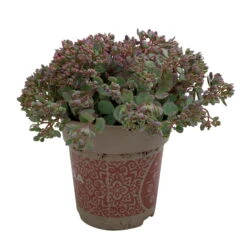 Fette Henne, 6er-Set, Bunt Gemischt, Topf 13 Cm Ø -Die grüne Ecke 0319200011 Sedum Mix T13 NR nach Verfuegbarkeit 6er Set WS 32 95972