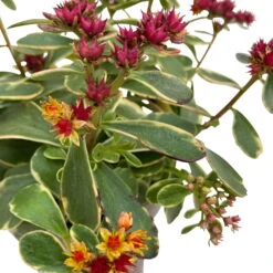 Fette Henne, 6er-Set, Bunt Gemischt, Topf 13 Cm Ø -Die grüne Ecke 0319200011 Sedum Mix T13 NR nach Verfuegbarkeit 6er Set WS 43 95980