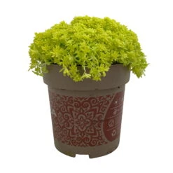 Fette Henne, 6er-Set, Bunt Gemischt, Topf 13 Cm Ø -Die grüne Ecke 0319200011 Sedum Mix T13 NR nach Verfuegbarkeit 6er Set WS 45 95981
