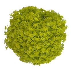 Fette Henne, 6er-Set, Bunt Gemischt, Topf 13 Cm Ø -Die grüne Ecke 0319200011 Sedum Mix T13 NR nach Verfuegbarkeit 6er Set WS 47 95982