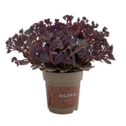 Fette Henne, 6er-Set, Bunt Gemischt, Topf 13 Cm Ø -Die grüne Ecke 0319200011 Sedum Mix T13 NR nach Verfuegbarkeit 6er Set WS 52 95984