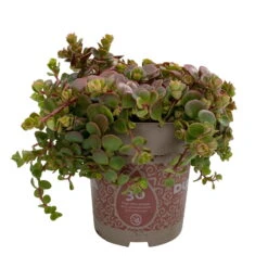 Fette Henne, 6er-Set, Bunt Gemischt, Topf 13 Cm Ø -Die grüne Ecke 0319200011 Sedum Mix T13 NR nach Verfuegbarkeit 6er Set WS 9 95966