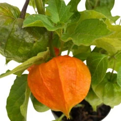 Lampionblume, 3er-Set, Orange, Topf 13 Cm Ø -Die grüne Ecke 0319200012 Physalis alkekengi 3er Set T13 WS 3 95997