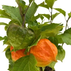 Lampionblume, 3er-Set, Orange, Topf 13 Cm Ø -Die grüne Ecke 0319200012 Physalis alkekengi 3er Set T13 WS 4 95996