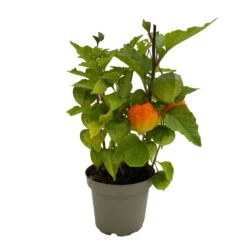 Lampionblume, 3er-Set, Orange, Topf 13 Cm Ø -Die grüne Ecke 0319200012 Physalis alkekengi 3er Set T13 WS 5 95995