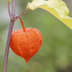 Lampionblume, 3er-Set, Orange, Topf 13 Cm Ø -Die grüne Ecke 0319200012 Physalis alkekengi 97050