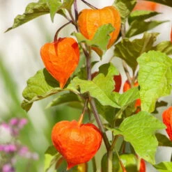Lampionblume, 3er-Set, Orange, Topf 13 Cm Ø -Die grüne Ecke 0319200012 Physalis alkekengi1 97048