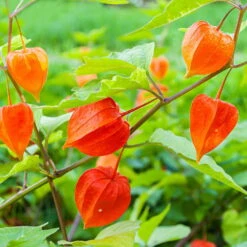 Lampionblume, 3er-Set, Orange, Topf 13 Cm Ø -Die grüne Ecke 0319200012 Physalis alkekengi2 97049