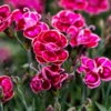 Stauden Nelke 'Purple Wedding®' Rosa Mit Rotem Auge, Topf-Ø 12 Cm, 6er-Set -Die grüne Ecke 0319200016 Dianthus Purple Wedding 6er Set 1 111623