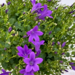 Glockenblume 'Ambella® Purple' Lilablau, Topf-Ø 15 Cm, 3er-Set -Die grüne Ecke 0319200039 Campanula portenschl Ambella Purple 3er Set T15 dunkellila WS 4 101456