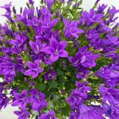 Glockenblume 'Ambella® Purple' Lilablau, Topf-Ø 15 Cm, 3er-Set -Die grüne Ecke 0319200039 Campanula portenschl Ambella Purple dunkellila T15 3er Set 6 111163