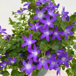 Hängepolster-Glockenblume 'Adansa® Purple' Blau-weiß, Topf-Ø 15 Cm, 3er-Set -Die grüne Ecke 0319200068 Campanula posch Adansa Purple blau weisses Auge 3er Set 8 111165