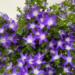 Hängepolster-Glockenblume 'Adansa® Purple' Blau-weiß, Topf-Ø 15 Cm, 3er-Set -Die grüne Ecke 0319200068 campanula poschaskyana adansa purple blau weiss 3 125036