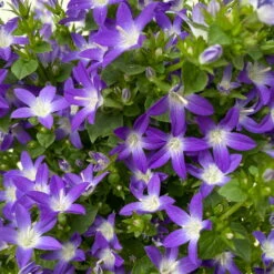 Hängepolster-Glockenblume 'Adansa® Purple' Blau-weiß, Topf-Ø 15 Cm, 3er-Set -Die grüne Ecke 0319200068 campanula poschaskyana adansa purple blau weiss 4 125035