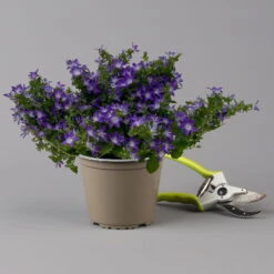 Hängepolster-Glockenblume 'Adansa® Purple' Blau-weiß, Topf-Ø 15 Cm, 3er-Set -Die grüne Ecke 0319200068 campanula poschaskyana adansa purple blau weiss f 126063