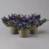 Hängepolster-Glockenblume 'Adansa® Purple' Blau-weiß, Topf-Ø 15 Cm, 3er-Set -Die grüne Ecke 0319200068 campanula poschaskyana adansa purple blau weiss t 126062