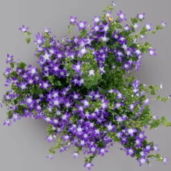 Hängepolster-Glockenblume 'Adansa® Purple' Blau-weiß, Topf-Ø 15 Cm, 3er-Set -Die grüne Ecke 0319200068 campanula poschaskyana adansa purple blau weiss 125906