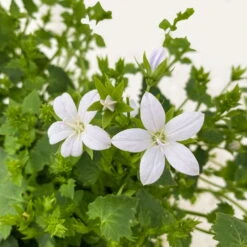 Polster-Glockenblume 'Adansa® White' Weiß, Topf-Ø 15 Cm, 3er-Set -Die grüne Ecke 0319200069 Campanula porten Adansa White weiss 3er Set 7 111166