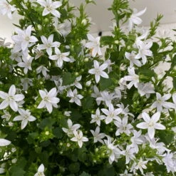 Polster-Glockenblume 'Adansa® White' Weiß, Topf-Ø 15 Cm, 3er-Set -Die grüne Ecke 0319200069 campanula portenschlagiana adansa white 6 125037