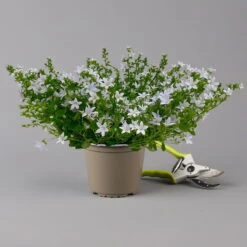 Polster-Glockenblume 'Adansa® White' Weiß, Topf-Ø 15 Cm, 3er-Set -Die grüne Ecke 0319200069 campanula portenschlagiana adansa white f 126065