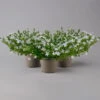 Polster-Glockenblume 'Adansa® White' Weiß, Topf-Ø 15 Cm, 3er-Set -Die grüne Ecke 0319200069 campanula portenschlagiana adansa white t 126064