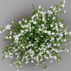 Polster-Glockenblume 'Adansa® White' Weiß, Topf-Ø 15 Cm, 3er-Set -Die grüne Ecke 0319200069 campanula portenschlagiana adansa white 125907