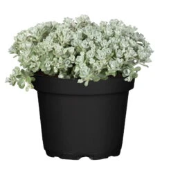 Spatelblättriges Garten-Fettblatt 'Cape Blanco' Gelb, Topf-Ø 12 Cm, 6er-Set