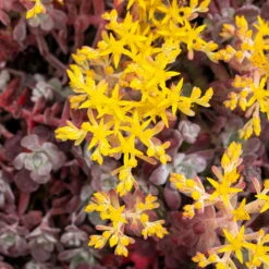 Spatelblättriges Garten-Fettblatt 'Purpureum' Gelb, Topf-Ø 12 Cm, 6er-Set -Die grüne Ecke 0319200088 Sedum spath Purpureum 6er Set 3 112575