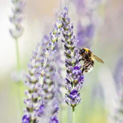 Lavendel, Lilablau Topf-Ø 19 Cm, 2er-Set -Die grüne Ecke 0319200090 lavendel test 124765