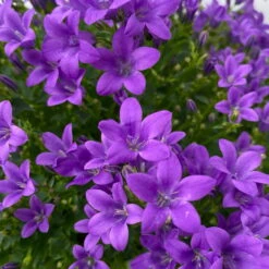 Glockenblume 'Ambella® Purple' Lilablau, Topf-Ø 15 Cm, 3er-Set -Die grüne Ecke 0319200106 campanula portenschlagiana ambella purple 6 125043