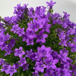 Glockenblume 'Ambella® Purple' Lilablau, Topf-Ø 15 Cm, 3er-Set -Die grüne Ecke 0319200106 campanula portenschlagiana ambella purple 8 125042