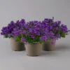Glockenblume 'Ambella® Purple' Lilablau, Topf-Ø 15 Cm, 3er-Set -Die grüne Ecke 0319200106 campanula portenschlagiana ambella purple t 126068
