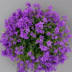 Glockenblume 'Ambella® Purple' Lilablau, Topf-Ø 15 Cm, 3er-Set -Die grüne Ecke 0319200106 campanula portenschlagiana ambella purple 125905