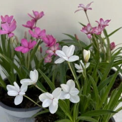 Grasstern, Farbe Zufällig, Topf-Ø 13 Cm, 6er-Set -Die grüne Ecke 0319200119 rhodohypoxis mix 2 122207