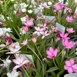 Grasstern, Farbe Zufällig, Topf-Ø 13 Cm, 6er-Set -Die grüne Ecke 0319200119 rhodohypoxis mix 3 122206