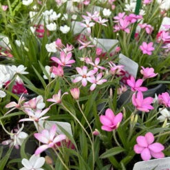 Grasstern, Farbe Zufällig, Topf-Ø 13 Cm, 6er-Set -Die grüne Ecke 0319200119 rhodohypoxis mix 4 122205