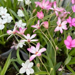 Grasstern, Farbe Zufällig, Topf-Ø 13 Cm, 6er-Set -Die grüne Ecke 0319200119 rhodohypoxis mix 5 122204