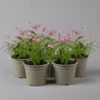Grasstern, Farbe Zufällig, Topf-Ø 13 Cm, 6er-Set -Die grüne Ecke 0319200152 rhodohypoxis mix rosa weiss 1 122400