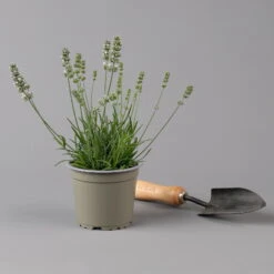 Lavendel Weiß, Topf-Ø 13 Cm, 6er-Set -Die grüne Ecke 0319200155 0319200156 lavandula angustifolia weiss 1 124065