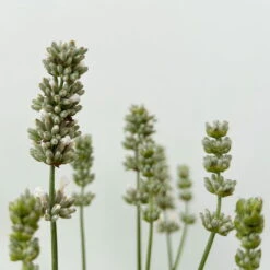 Lavendel Weiß, Topf-Ø 13 Cm, 6er-Set -Die grüne Ecke 0319200155 0319200156 lavandula angustifolia weiss 8 123846